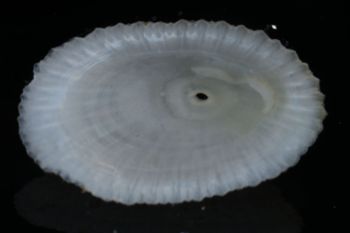 Media type: image;   Malacology 393854 Description: shell;